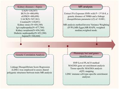 Shared genetic correlations between kidney diseases and sepsis